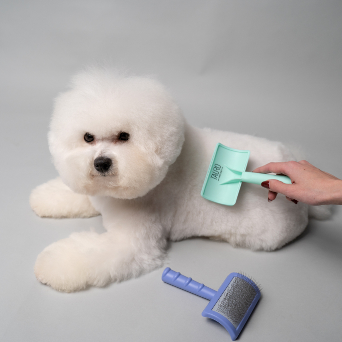 Bichon brush deals
